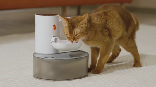 QiBeDa PureFlow – Der filterfreie Katzenbrunnen